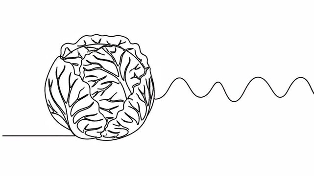 Single line drawing of fresh cabbage vegetable for culinary concepts