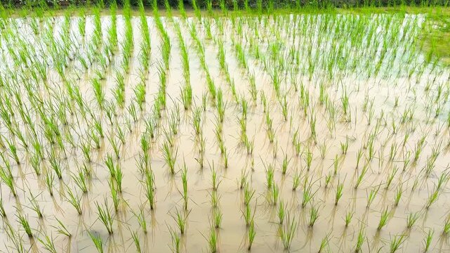 Green rice field with water in the paddies in Thailand.