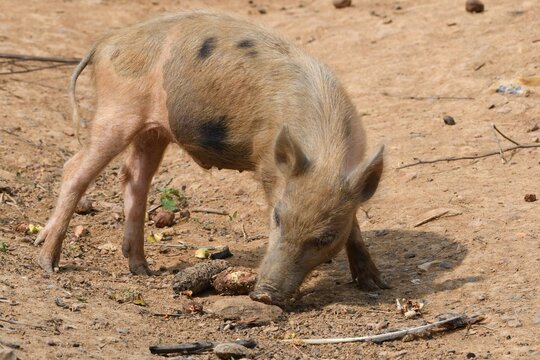Cochon domestique du Congo