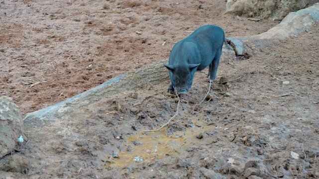 4K video of a small black pot-bellied pig sniffing and rooting around a muddy puddle in an outdoor zoo pen