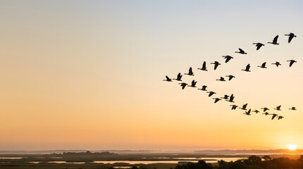 Fototapeta premium Migratory birds flying over wetland landscape during golden sunrise representing wildlife migration, natural beauty and environmental conservation