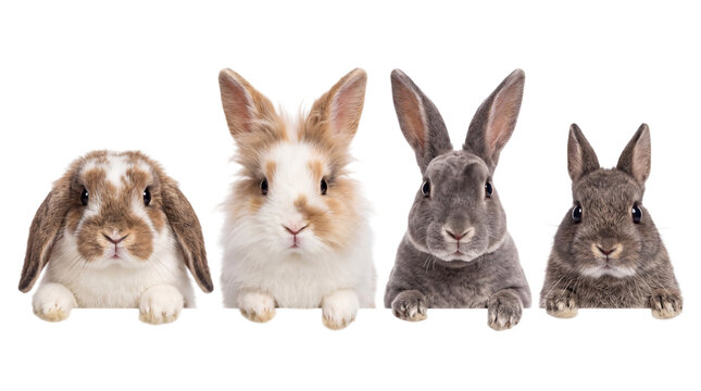 Four adorable rabbits of different breeds and colors peeking over a surface png on isolated transparent background
