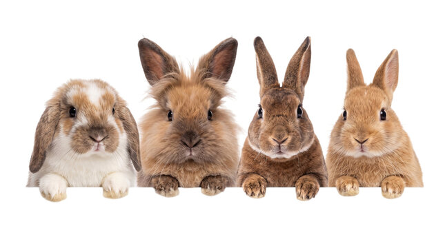 Four adorable rabbits of different breeds and colors posing together png on isolated transparent background