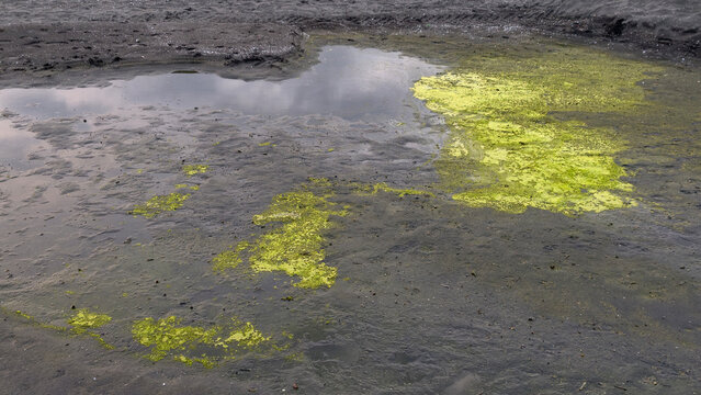 Contaminated industrial pond showing a vivid green algae bloom spreading across its surface, reflecting severe environmental pollution and ecological imbalance from harmful waste