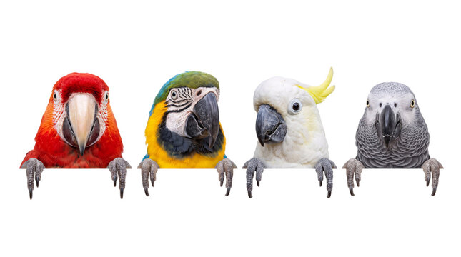 Four colorful parrot species heads peeking over a black border keywords: parrot, png on isolated transparent background