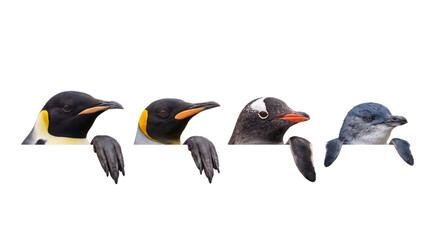 Four penguin species heads peeking over a black border keywords: penguin, png on isolated transparent background © PNG Studio 99