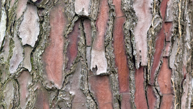Pine tree bark forming a natural textured background, showing rough organic patterns, aged wood surface, and abstract details of forest nature