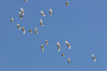 Fototapeta premium Flock of white birds flying in clear blue sky