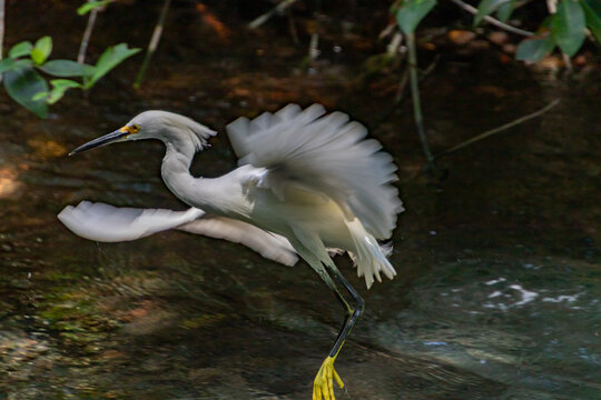 White egret spreading wings in a forest pond