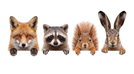 Fototapeta premium Four wild animals peeking over a surface: fox, raccoon, squirrel, and hare png on isolated transparent background