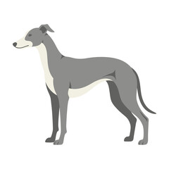 Obraz premium Greyhound dog standing isolated on white background