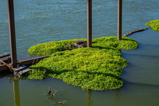 Bright Green Aquatic Plants Cluster Around Metal River Pylons