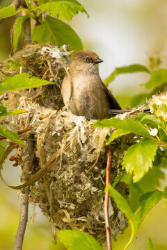 American Bushtit (Psaltriparus minimus) at nest, St Louis Ponds Public Fishing Area, Oregon