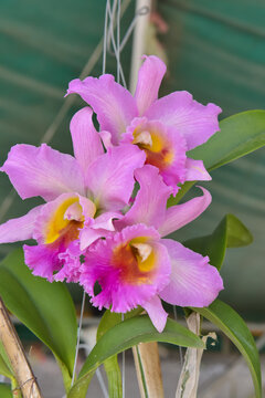 pink cattleya Orchid flower in the garden