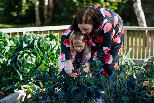 Girl and mother harvesting broccoli at their allotment