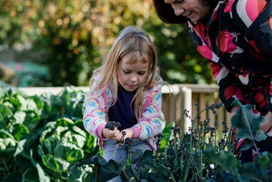 Girl and mother harvesting broccoli at their allotment