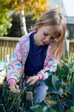 Girl cutting off a small head of broccoli at allotment