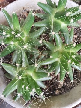 Top view of Mammillaria decipiens bird nest cactus with green tubercles and white spines in a pot


