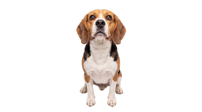 A focused beagle dog sitting attentively, png on isolated transparent background