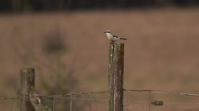 A great grey shrike (Lanius excubitor) sitting on a wooden pole in winter.