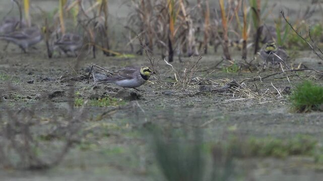 An adult horned lark or shore lark (Eremophila alpestris) in winter plumage foraging in a salt marsh.