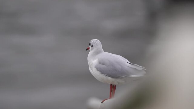 An adult black-headed gull (Chroicocephalus ridibundus) in winter plumage preening its feathers