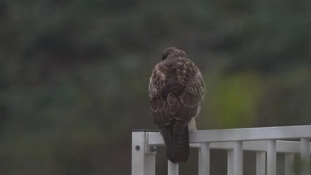 An adult common buzzard (Buteo buteo) sitting on a fench around a windmill in the Europoort seen from behind