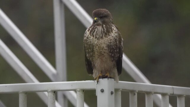 An adult common buzzard (Buteo buteo) sitting on a fench around a windmill in the Europoort