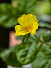 Obraz premium Flower and green leaves