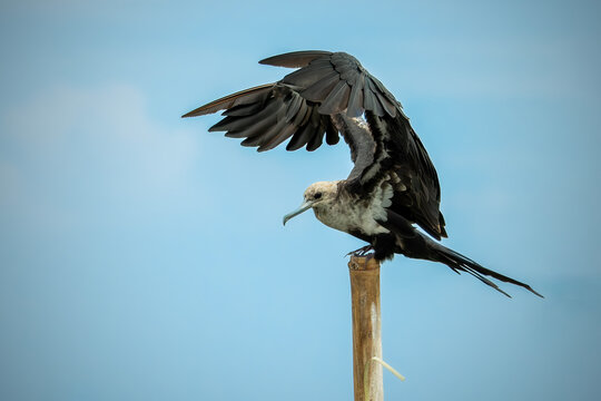 Close-up of a large wild seabird with a hooked beak and white chest landing on a wooden post in the ocean