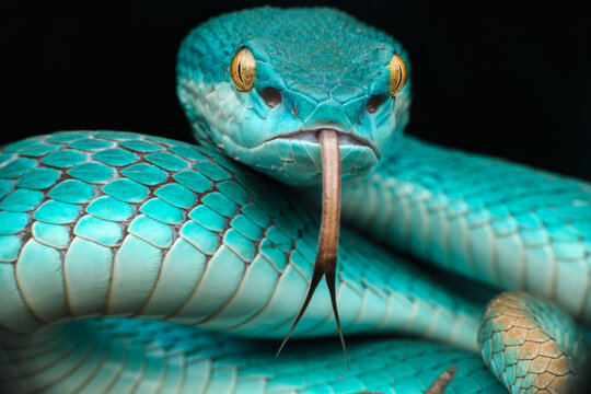Close-up of a coiled Pit viper snake (Trimeresurus albolabris insularis) flicking its tongue, Indonesia