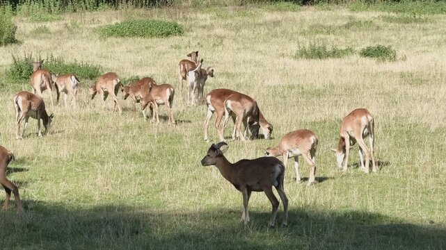 eine Herde Muffelwild