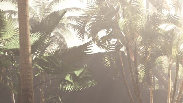 Sunlight filters through tall palm trees in a tropical area. The scene is filled with green leaves and a soft haze in the early morning light.