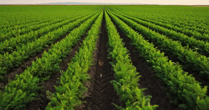 Vast agricultural field with neat rows of green carrot plants stretching into the distance. Fertile farmland showing a healthy organic crop