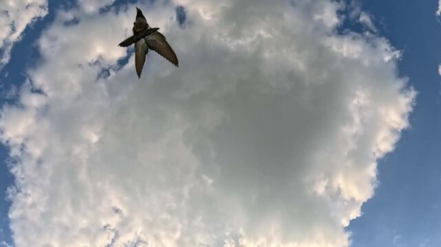 A small dark bird flies steadily across a bright sky filled with scattered clouds, seen from directly below, gliding smoothly from one side of the frame to the other side.