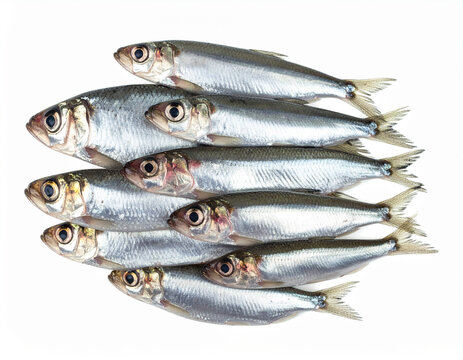 Fisch