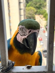 portrait of a parrot © Lisseth
