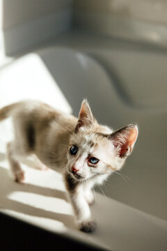 Portrait of 6 Week Old Siamese Kitten