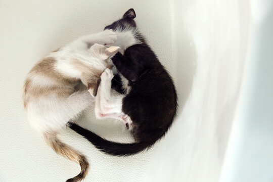 Baby Kittens Playing Together