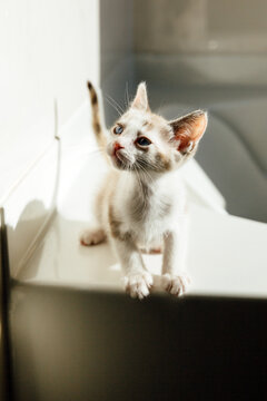 Dramatic Portrait of a Kitten