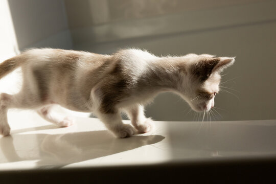 Siamese Kitten Expoloring