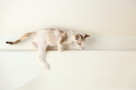 Kitten Walking on Ledge