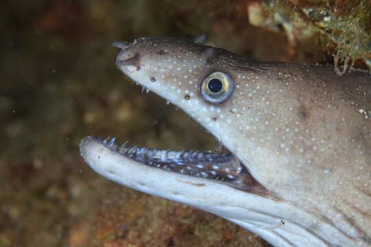 Extreme macro portrait of moray eel showing sharp teeth and eye detail