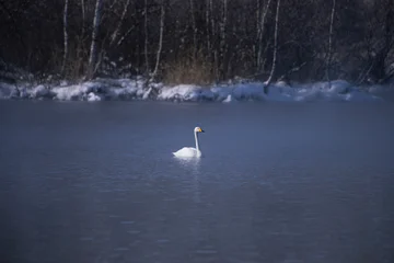 White swan swimming in cold lake water with snowy winter shore background © Elena