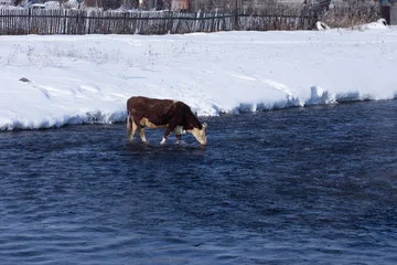 Cow drinking water from a cold river in winter snowy countryside landscape © Elena