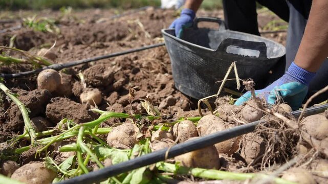 farmer harvesting potatoes in the field with blue gloves