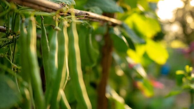 Green beans hanging from a vine displayed with detailed focus against a subtle blurred garden scene illuminated by warm natural light