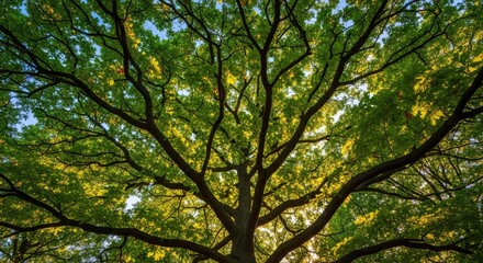 Fototapeta premium Looking up through the dense canopy of a majestic tree featuring rich green leaves and sturdy branches under a bright and sunlit forest sky, light, wilderness, summer