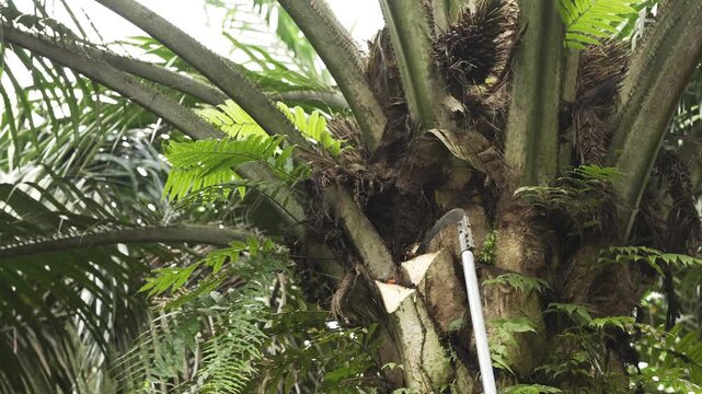 Palm Tree Pruning Vegetation