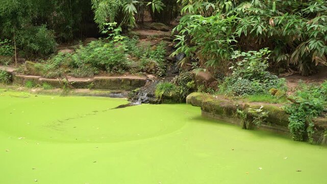 4K video of a small scenic waterfall trickling into a calm pond covered with bright green duckweed and surrounded by lush park vegetation.